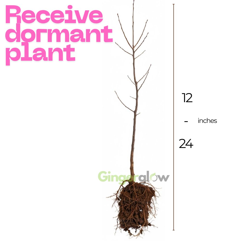 (No Ship to CA) 2 Persimmon Tree Live Bare Root Seedlings, 1-2ft Tall, Cold-Hardy Fruit Tree, Low Maintenance Choice for Home Gardening, Dormant Plant