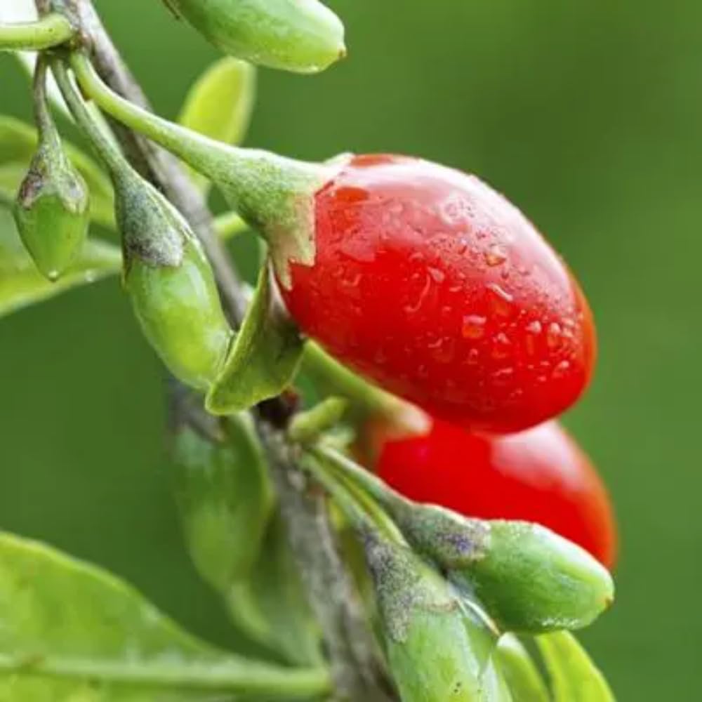 2 Goji Berry Plants Live, 5-9 Inch Tall, Red Goji Berry Bush Live Shrub to Grow Indoor Outdoor Home Garden
