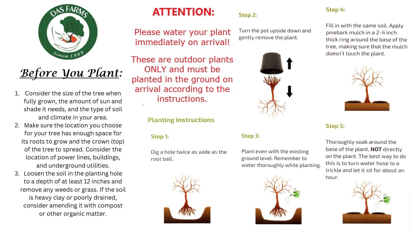American Red Maple Shade Tree - Live Plant Shipped 3 Feet Tall by DAS Farms