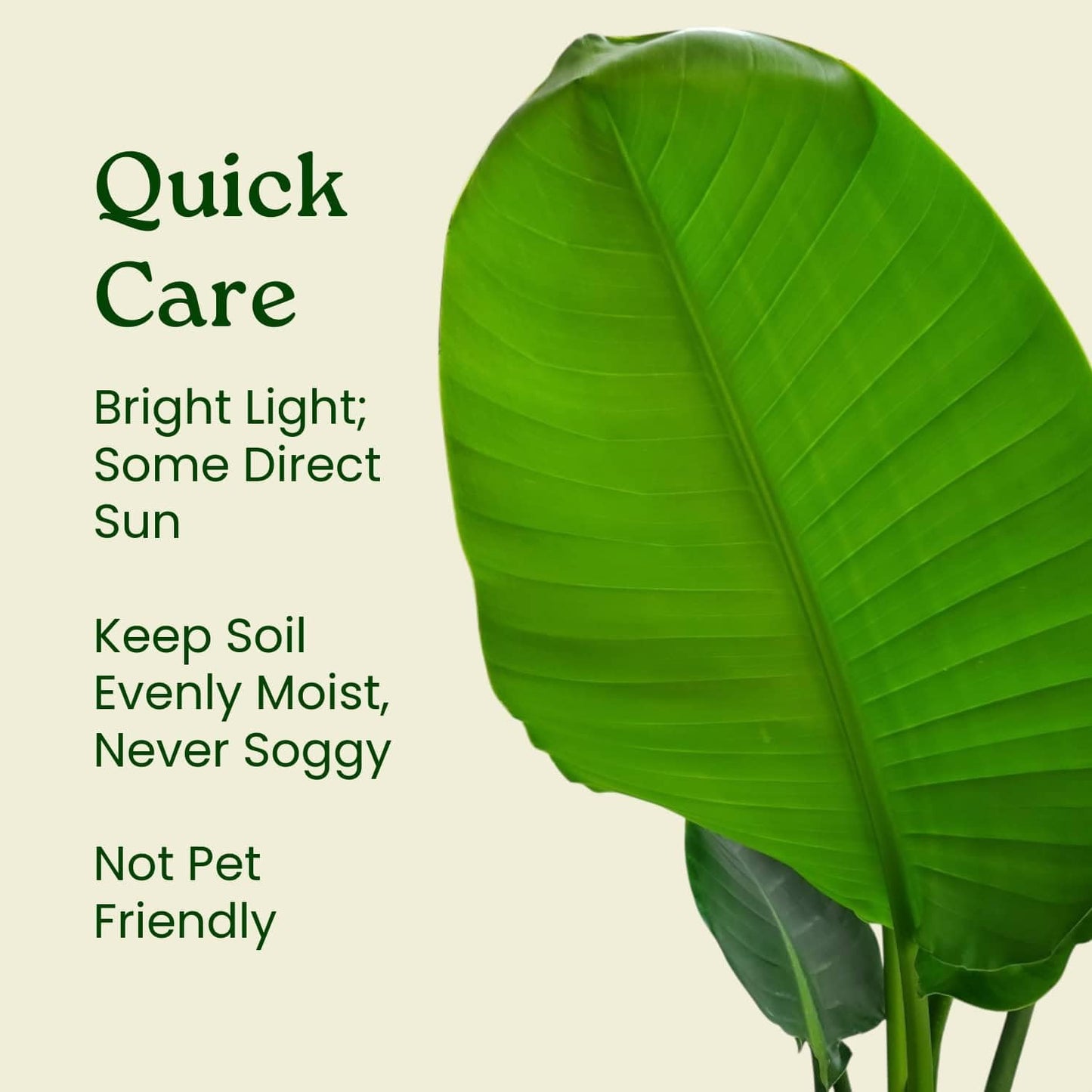 White Bird of Paradise Plant - Live Tropical Foliage Plant - Overall Height 30" to 36" - Tropical Plants of Florida (Plant + Fertilizer + Indoor Soil)