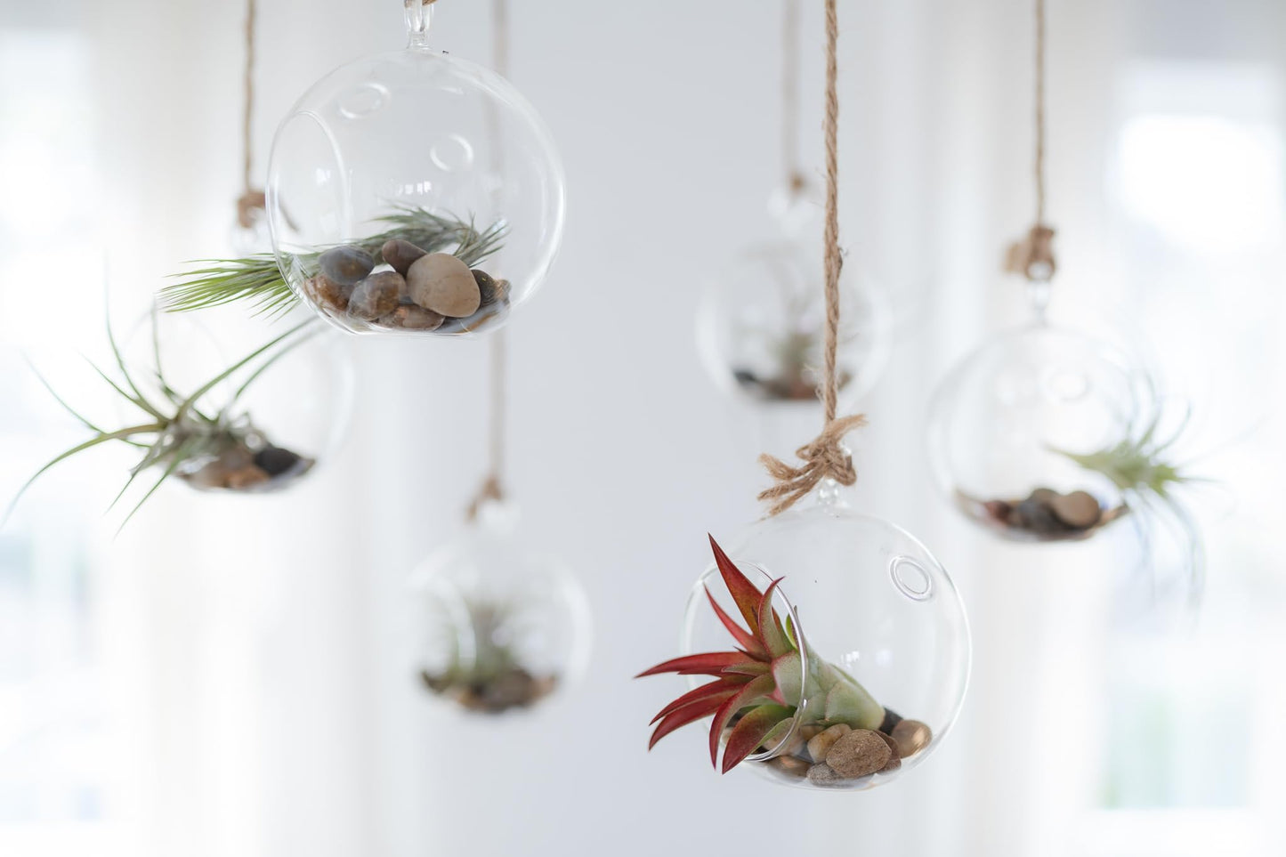Tillandsia Leonamiana Air Plant - Wholesale and Bulk - Succulents - Live Tillandsia - Easy Care Indoor and Outdoor House Plants (Single)