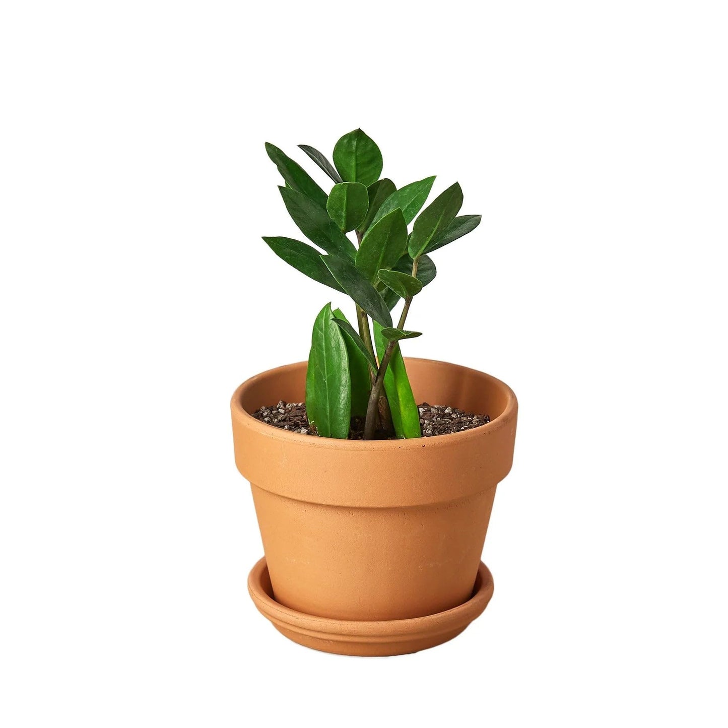 9 Pack Zamioculcas Zamiifolia ZZ in 4in Pot - Live Plants Tropical Houseplants | Variegated | USA Growers | The Snobby Leaf
