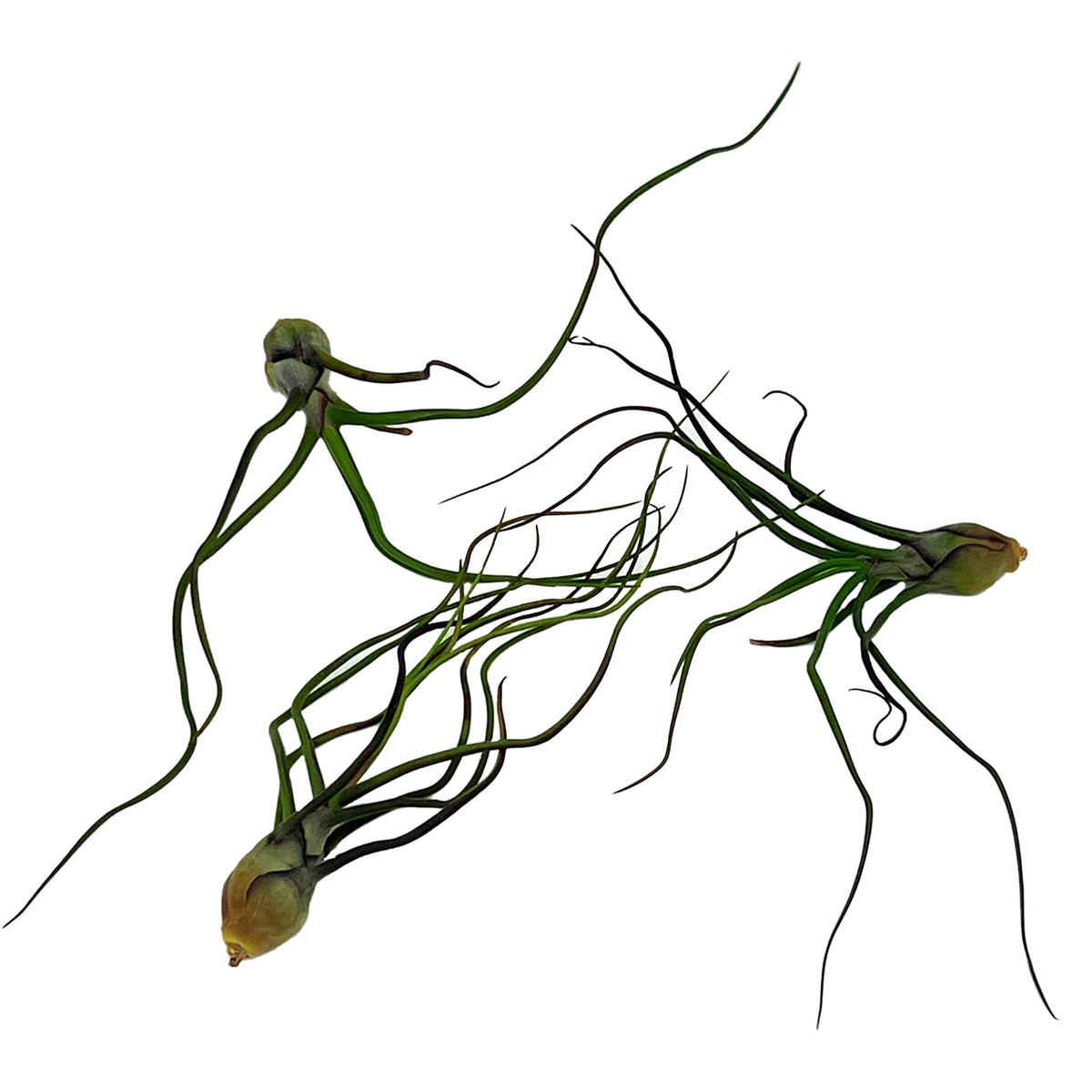 ragnaroc Air Plants - Flowering Tillandsia Bulbosa Guatemala, Large 3-5" - 3ct - Live Arrival Guaranteed - House Plants for Home Decor & Gift