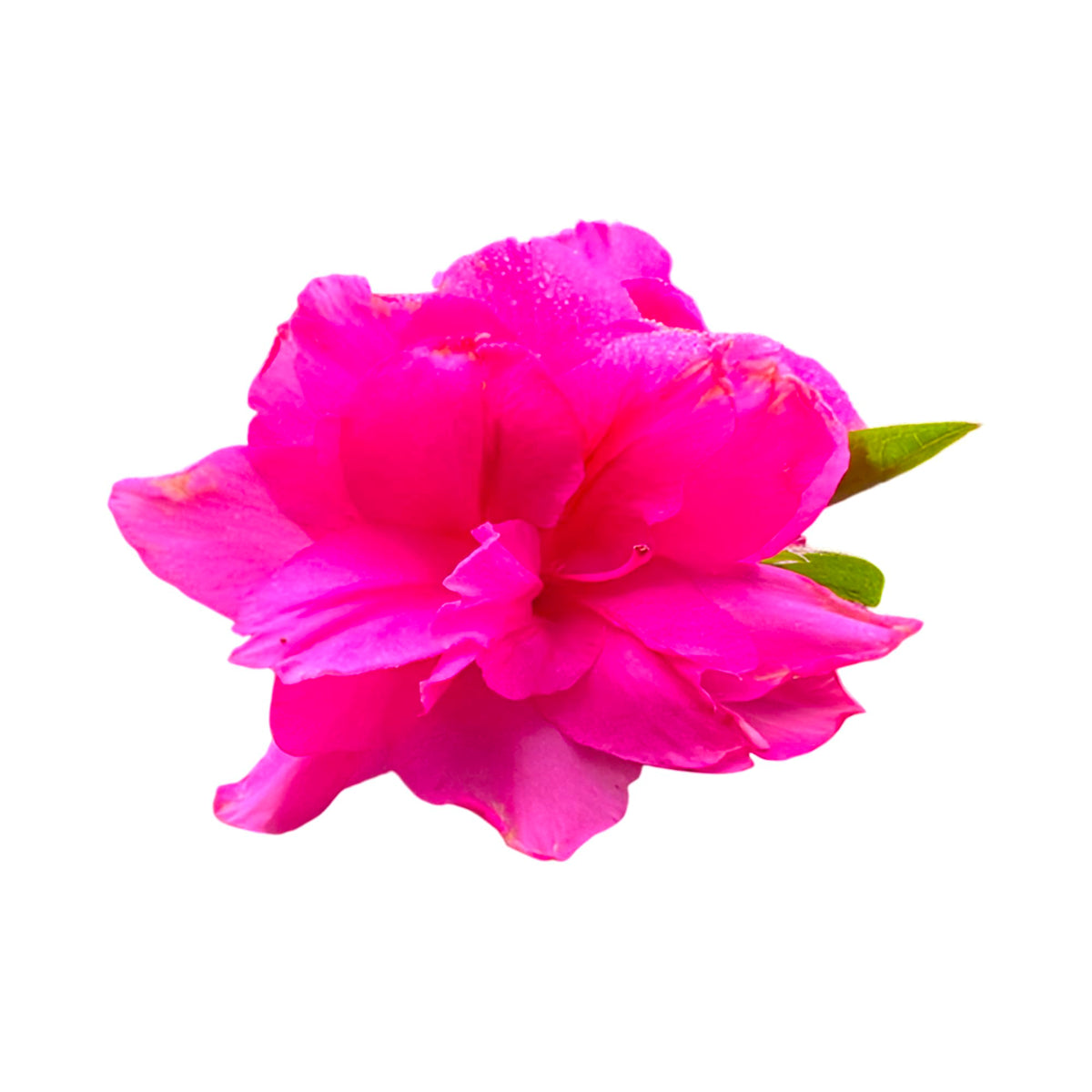 Autumn Carnation Pink Encore Azalea – Reblooming Evergreen Shrub with Double Pink Flowers, Hardy Landscape and Container Plant (3 Gallon/Potted/Single Plant)
