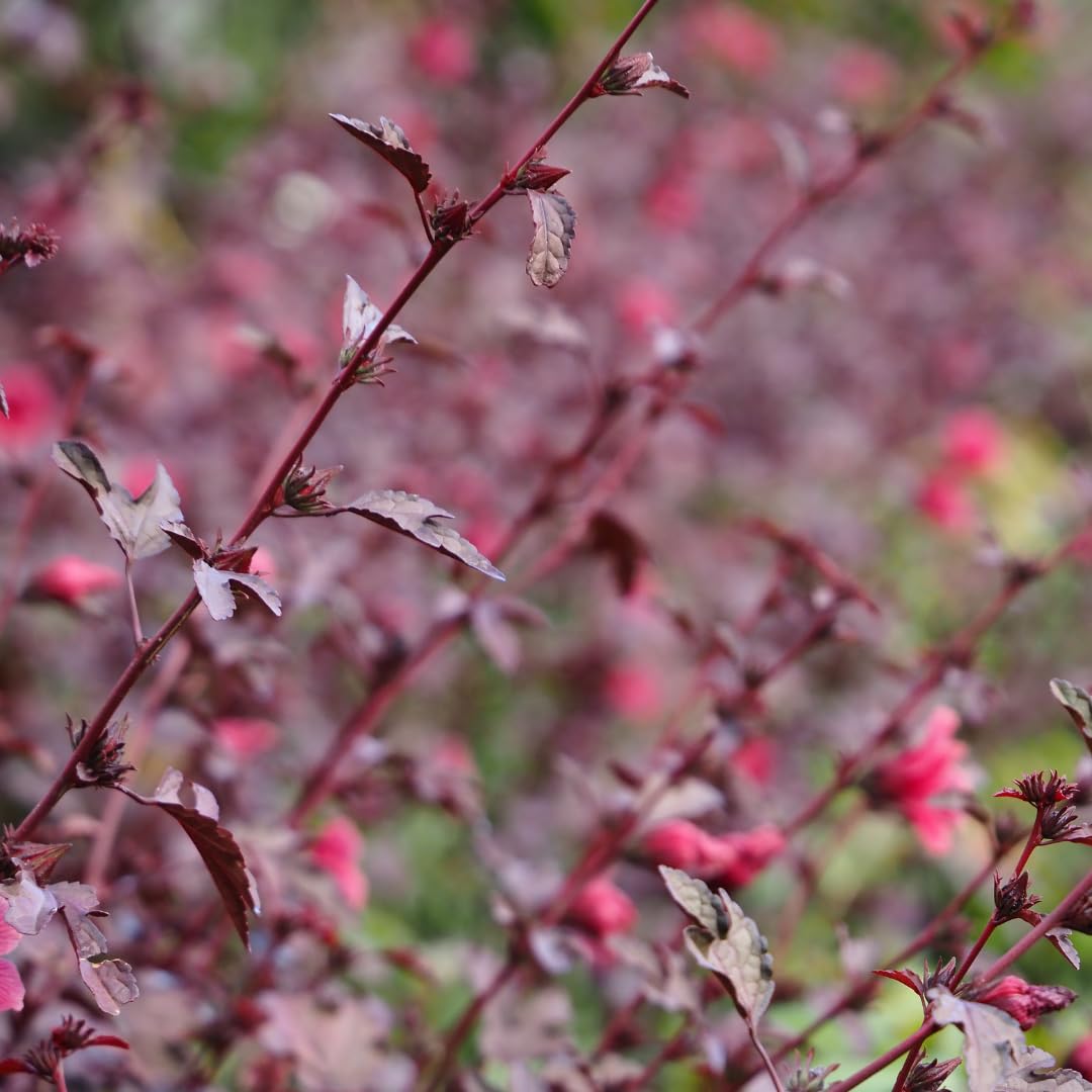 Pack of 2 Live Cranberry Hibiscus Plants, 4-6 Inches Tall, Hardy Flowering Plants, Ready to Grow, Suitable for Indoor or Outdoor Planting