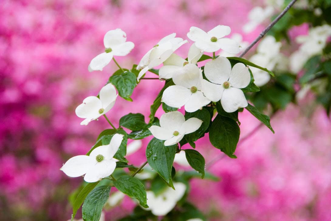 White Dogwood Tree Live Plant 3-4 Ft Tall ā Cornus Florida ā Huge 4 Inch White Blooms ā Outdoor Ornamental Flowering Tree for Yard, Landscaping & Garden ā Hardy Deciduous Dogwood