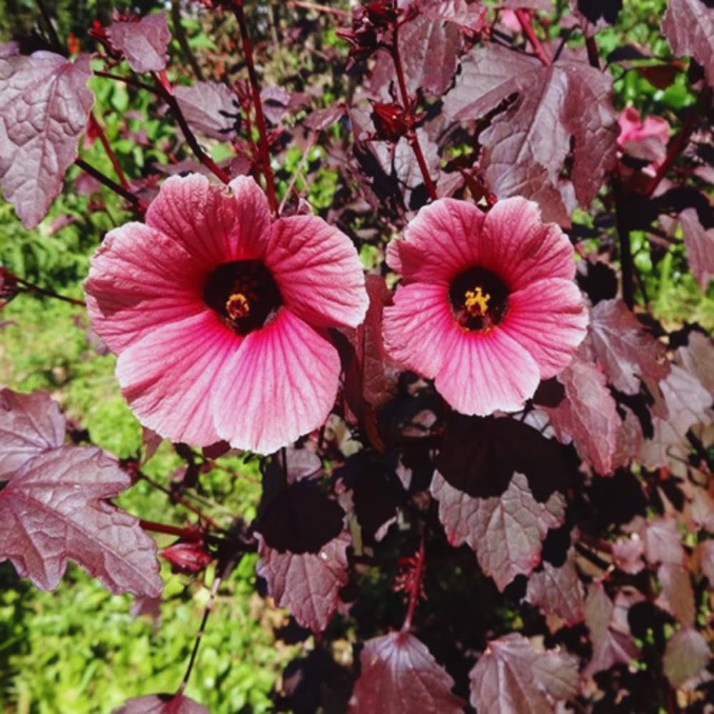Cranberry Hibiscus Flowers Plants, 4 to 7 Inches Long, Hardy Hibiscus Plants Live for Gardening