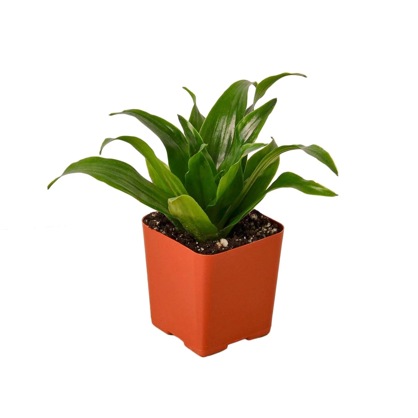 6 Pack Dracaena 'Janet Craig' in 3in Pot - Live Plants Tropical Houseplants | Variegated | USA Growers | The Snobby Leaf
