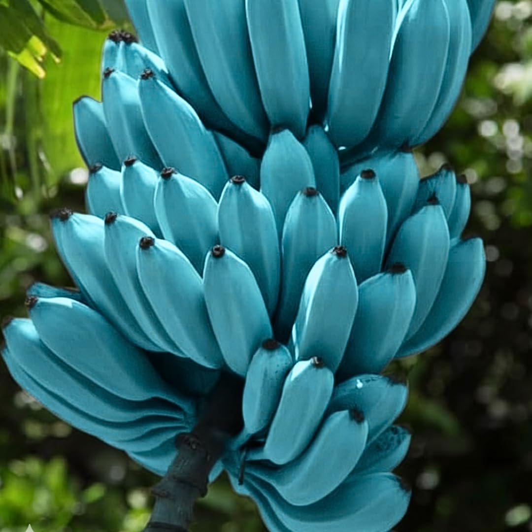 Banana Plant Live, Ice Cream Blue Banana Tree Live Plant, Hardy Banana Fruit Seedling 4 to 8 Inch Tall, Indoor Outdoor