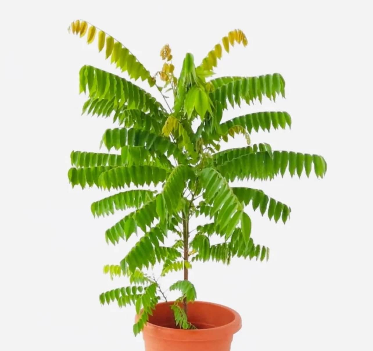 Live Plant - Bilimbi Cucumber Tree (Averrhoa Bilimbi) Live Fruit Tree 1โ-2โ Feet Tall