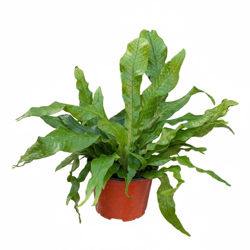 Fern 'Crocodile' (4 inch) - Lucky Houseplants - 4/6 inch Unique Live Decorative Houseplants - Easy to Care Indoor Plants, Perfect for Office, Home & Feng Shui Decor