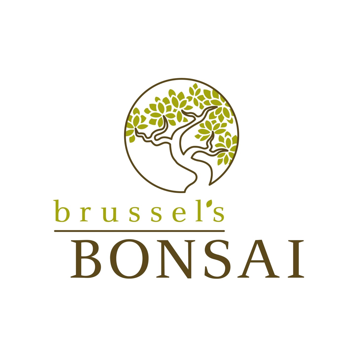 Brussel's Bonsai - Live Green Mound Juniper Bonsai Tree in Bonsai Pot, Outdoor Bonsai Tree Live Plant, 5 Years Old, 6-10 Inches Tall, Easy Care Evergreen Bonsai for Patio Garden Décor (Medium)