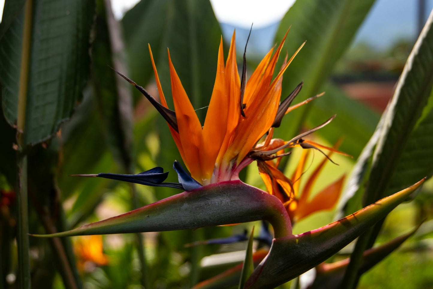 Live Orange Birds of Paradise Plant - ‘Orange Birds of Paradise’ Strelitzia Reginae - ragnaroc Tropical Plant 6-10” Tall - 2ct - Live Arrival Guaranteed - House Plants for Home Decor & Gift