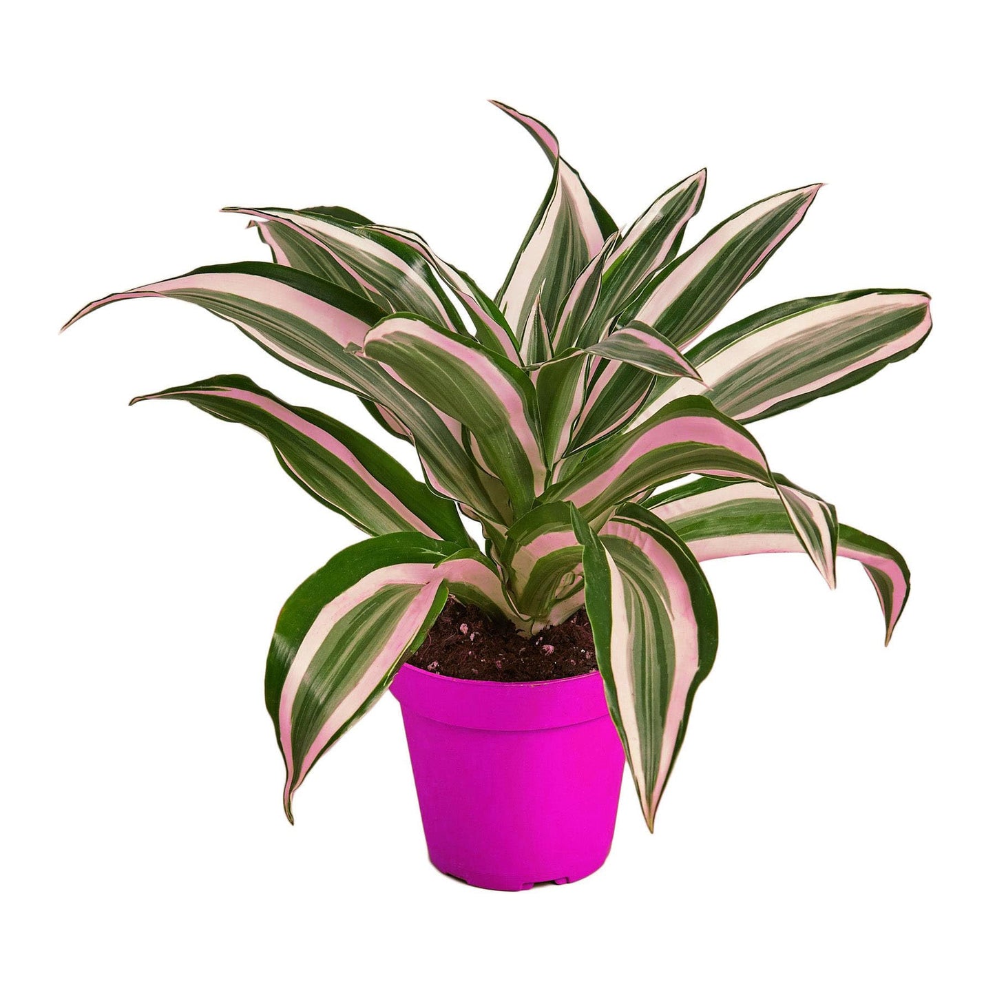 3 Pack Dracaena 'Warneckii White Jewel' - 4" Pot in 4in Pot - Live Tropical Houseplant - Easy to Grow | Air Purifying | Variegated | USA Growers | The Snobby Leaf
