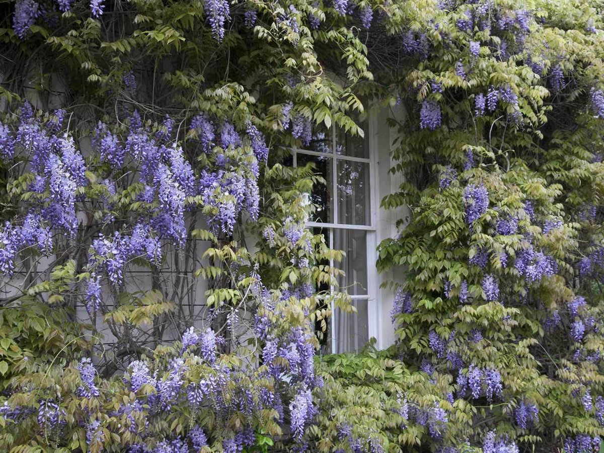 Live Plant - 2 Blue Japanese Wisteria Vines - 6-18" Tall - Live Plants - Wisteria floribunda