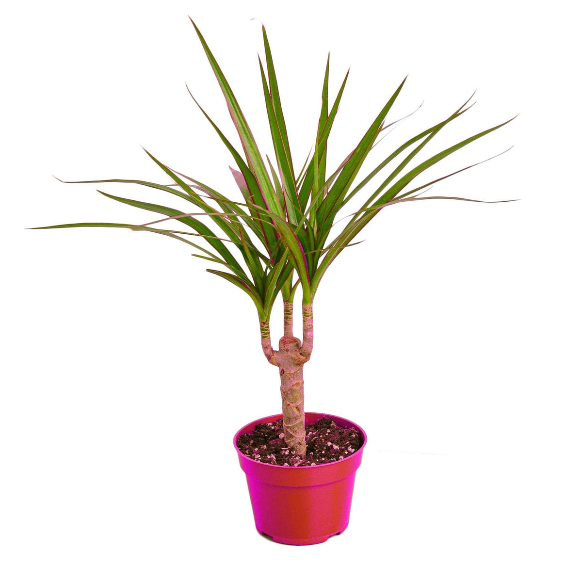 Dracaena Marginata Cane - 4" Pot in 4in Pot - Live Tropical Houseplant - Easy to Grow | Air Purifying | Variegated | USA Growers | The Snobby Leaf