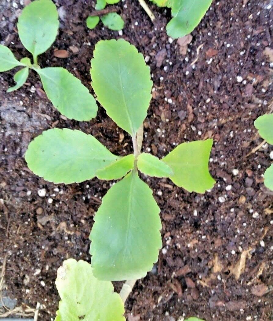 Kalanchoe Pinnata, Life Plant, Goethe, Miracle Leaf Rooted Plant ●Live Plant ● 1 Kalanchoe Plant Live Rooted Plant 4 to 6 Inc Tall