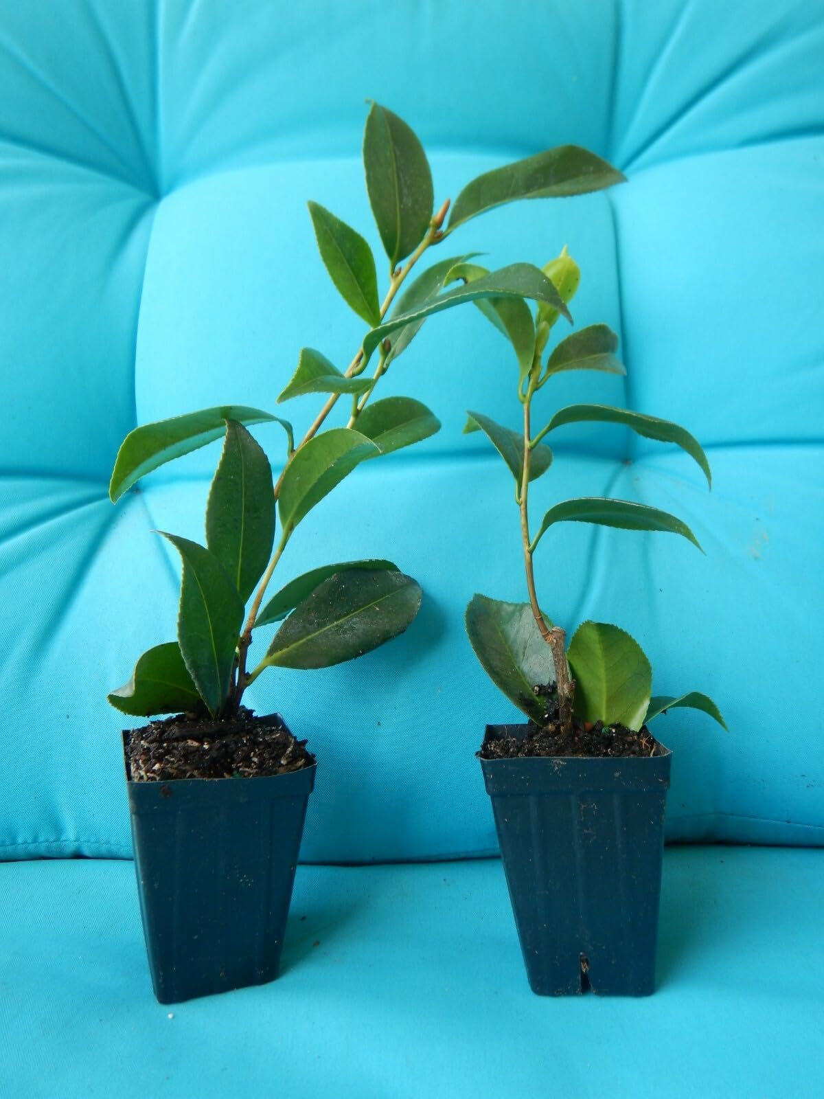 Live Plant - Unique Bloom Camellia Japonica-Live Starter Plant