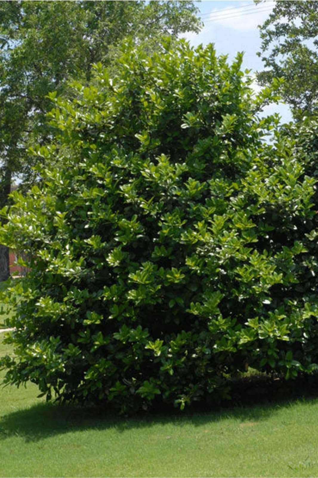 Live Plant - 2 Needlepoint Holly Shrubs/Hedges β 12" Tall Seedlings β Live Plants - 3" Pots