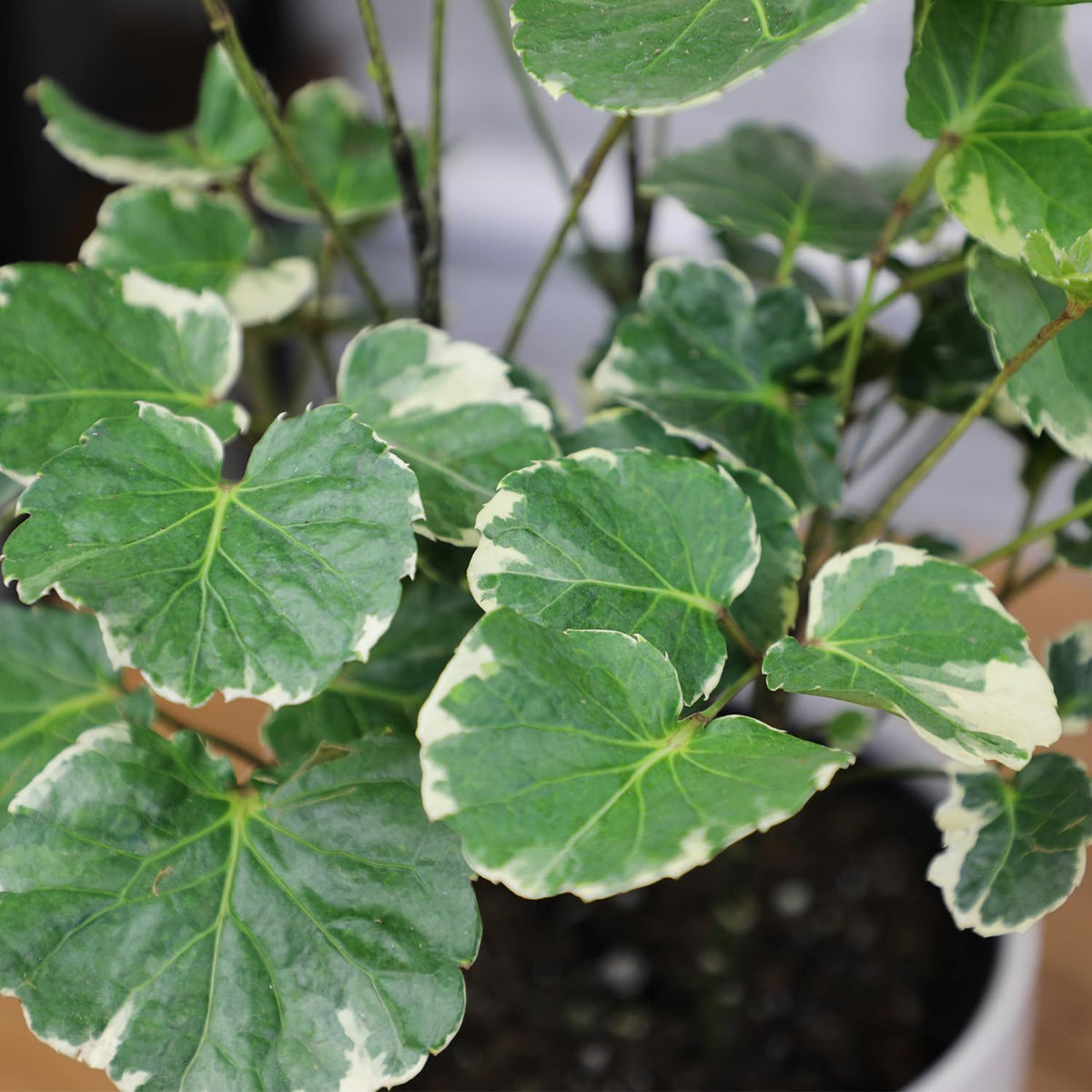 Dinner Plate Variegated Aralia Balfouriana in 6" Grower Pot, Rare Live Houseplant, Easy Care Plant for Home or Office by Plants for Pets