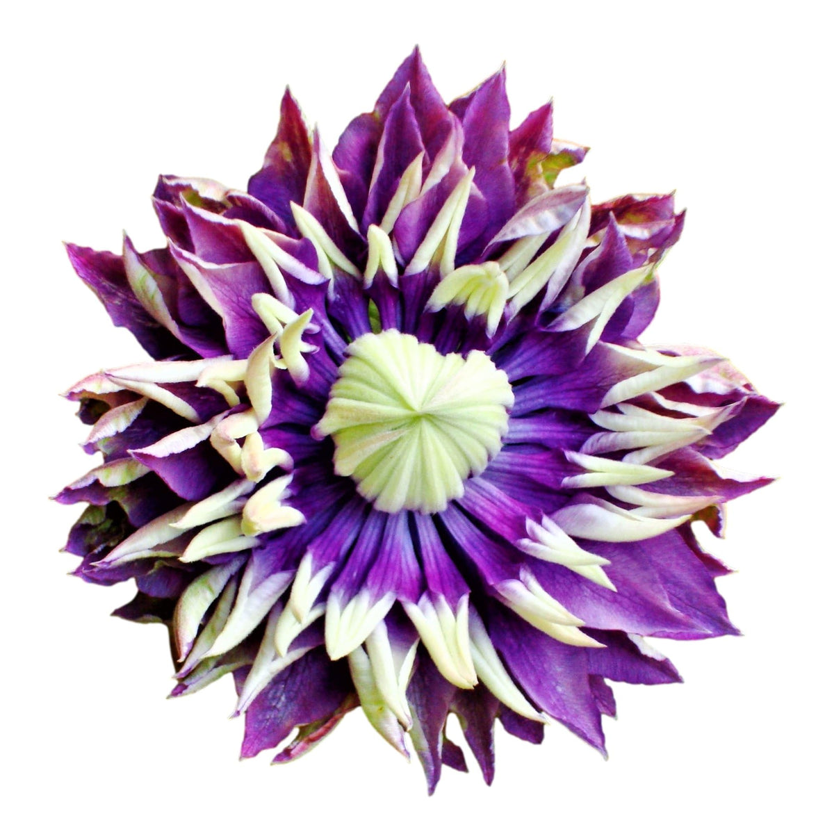 Easy to Grow Clematis Taiga 1 Potted Plant - Established Flowering Vine Rooted in a 4" Quart Pot, Spring Unusual Purple & Green Blooms in Summer