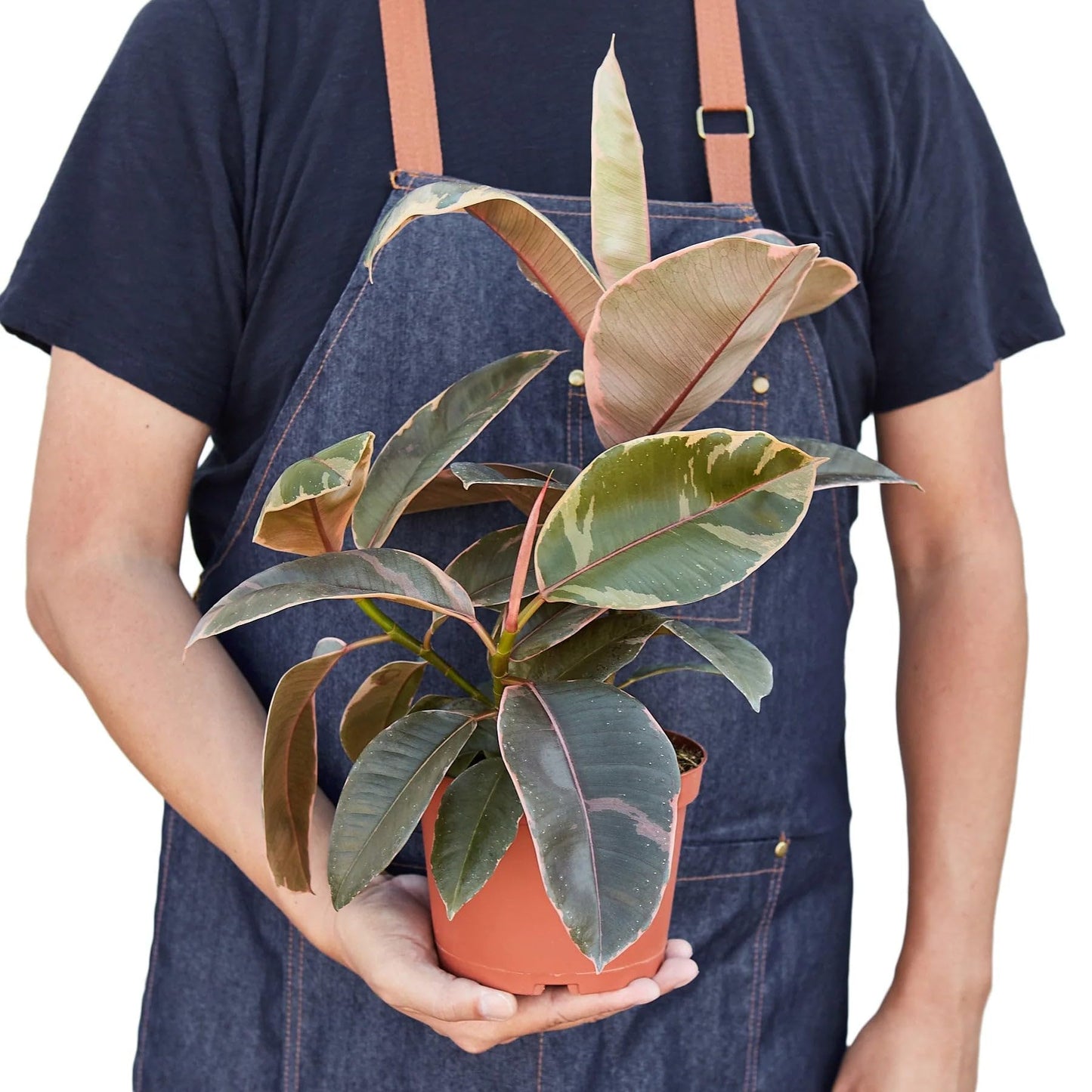 10 Pack Ficus Elastica 'Ruby Pink' in 4in Pot - Live Plants Tropical Houseplants | Variegated | USA Growers | The Snobby Leaf