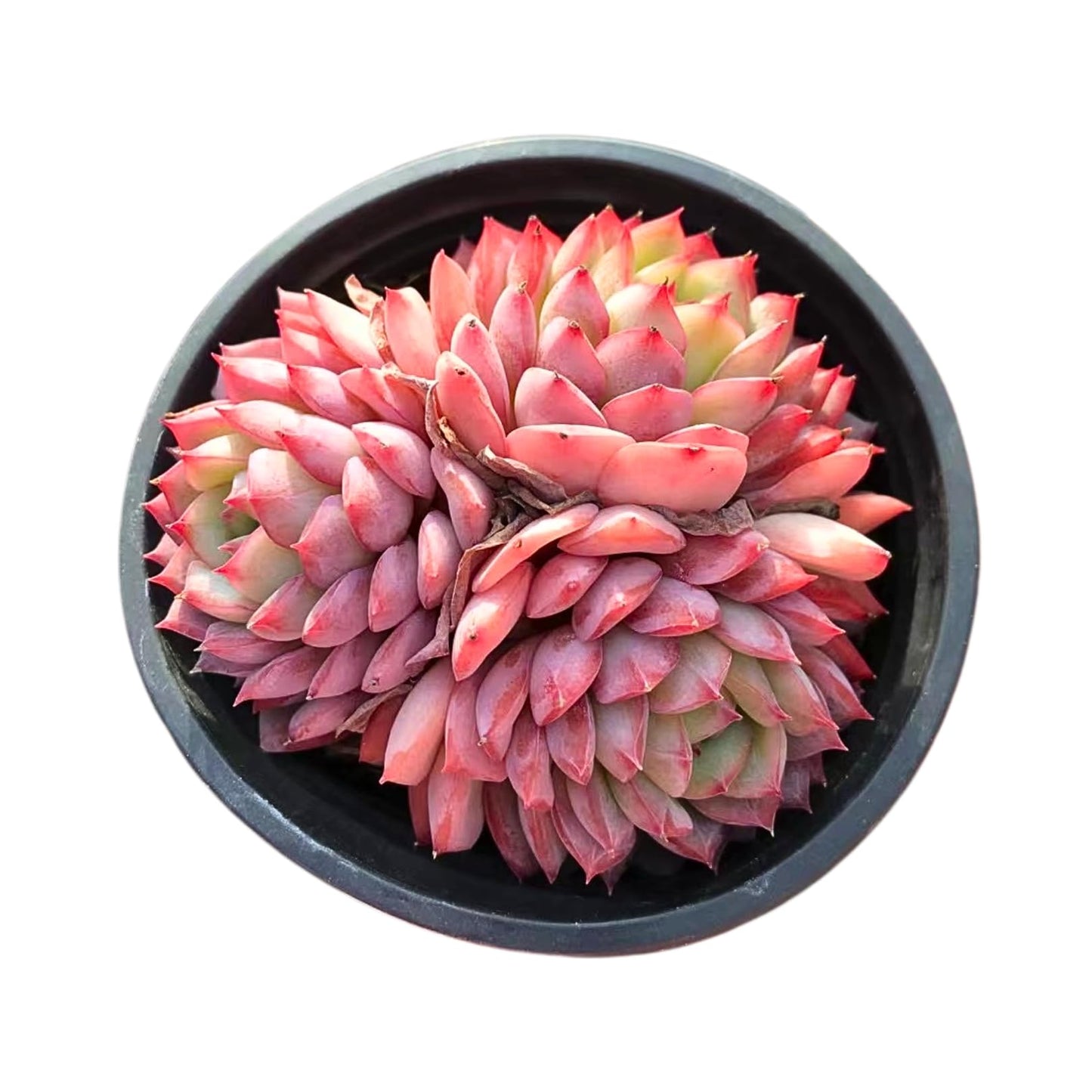 Echeveria Desert Rose - Cluster β Live Succulent β 2.5 Inch β Drought-Tolerant, Low Maintenance, Ideal for Indoor & Outdoor, Terrariums, Rock Gardens
