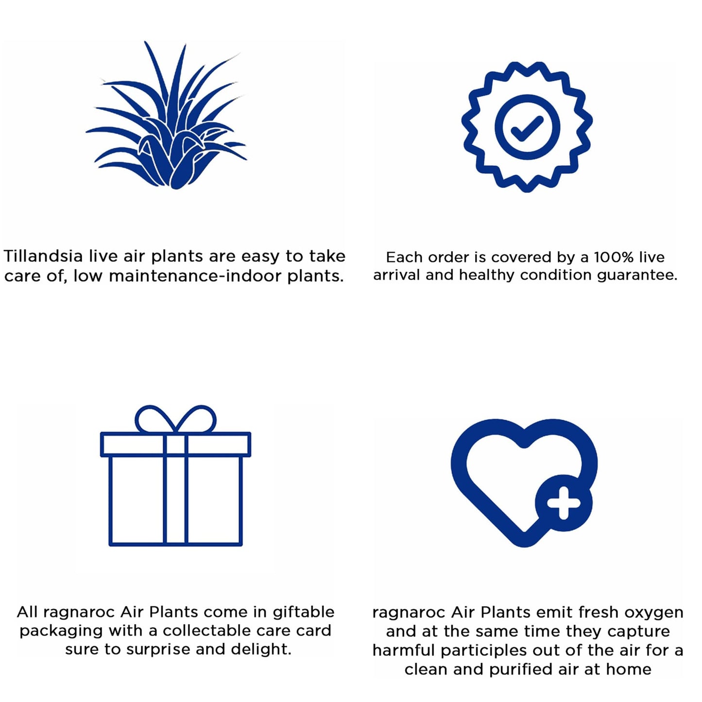 ragnaroc Live Air Plants - Tillandsia Gift Box TOR Variety Pack - 10 Count Large, 4-10 inches – Live Indoor Plants & Live 15 inch Spanish Moss – Live Plants for Home décor, Live Arrival Guaranteed