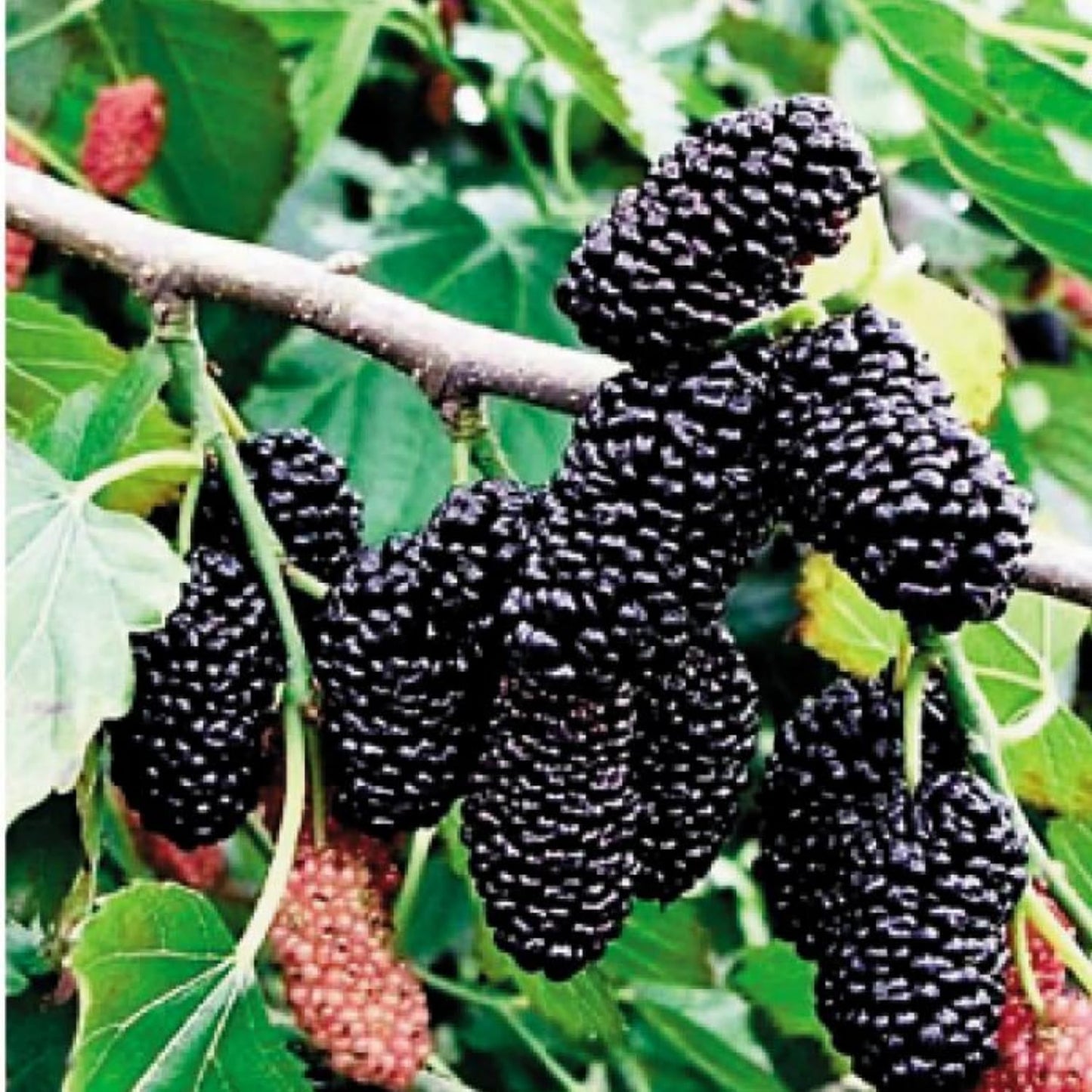 Dwarf Everbearing Mulberry Tree Live Plant Well-Rooted, Berry Seedlings Mulberries Fruit Edible, Outdoor Planting, 4-8 Inc Tall, No Pot