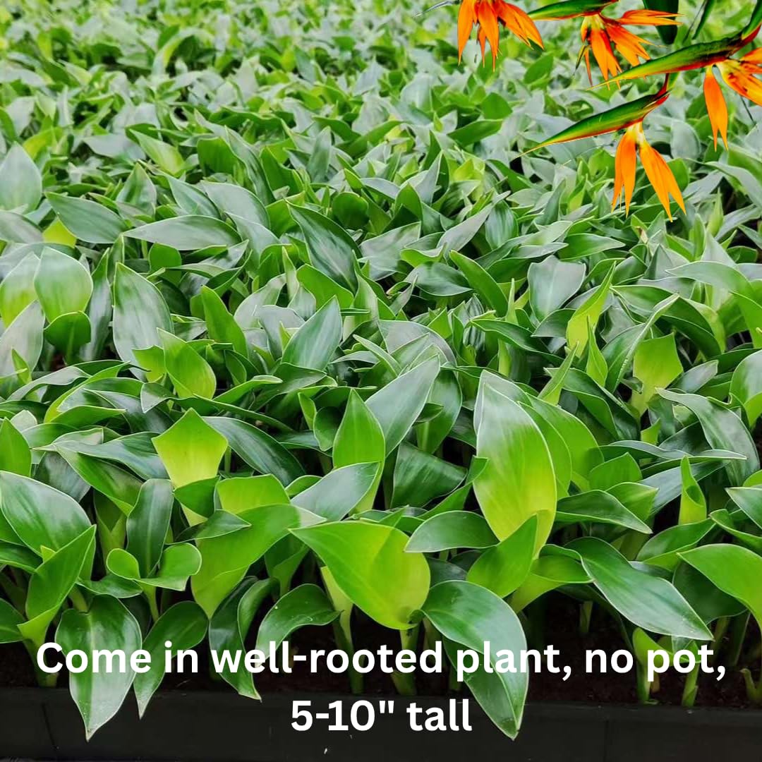 Bird of Paradise Plant Live for Planting, 5 to 10 Inches Tall, Tropical Strelitzia Reginae Bird of Paradise Live Plant (Yellow Bird of Paradise)