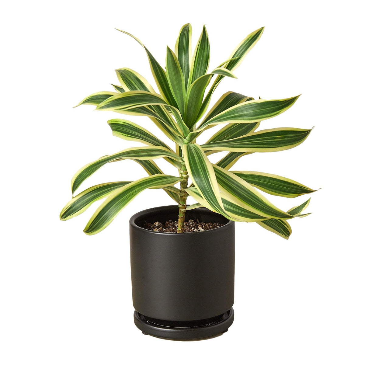 7 Pack Dracaena 'Song of India' in 4in Pot - Live Plants Tropical Houseplants | Variegated | USA Growers | The Snobby Leaf