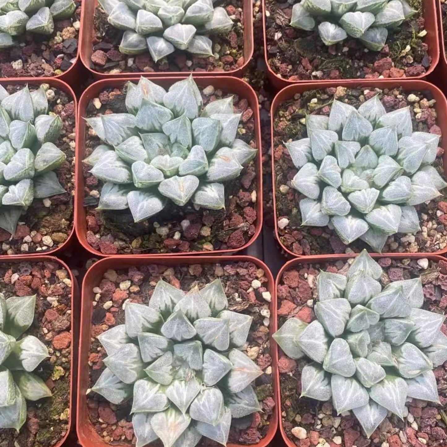 Rare Haworthia 'Love' β Exotic Succulent Plant β Unique, Collectible Live Indoor Plant β Easy-Care, Drought-Tolerant β Ideal for Succulent Enthusiasts, Workspaces & Special Occasions