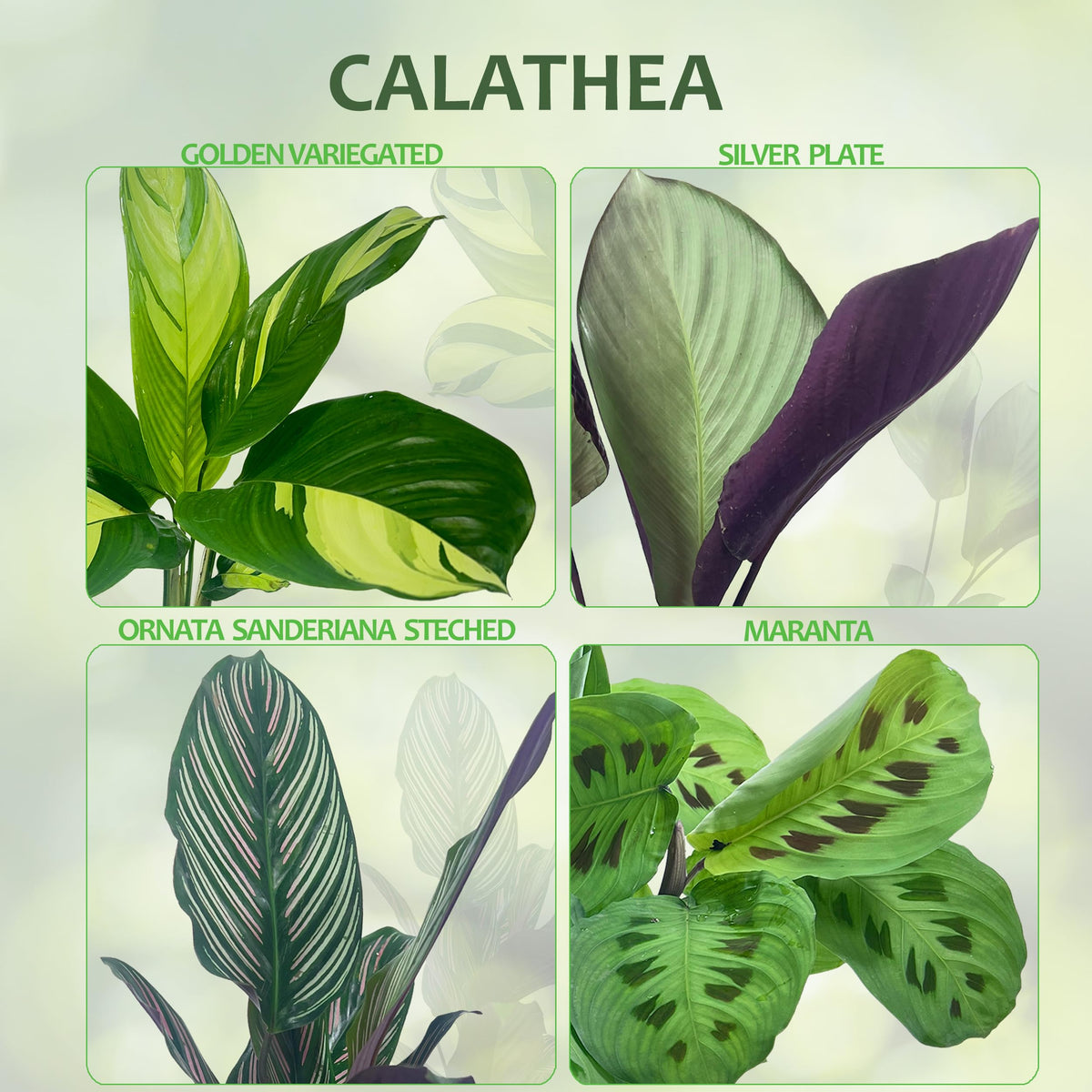 LEAL PLANTS ECUADOR Calathea Golden Variegated - Fascinating Leaf Movement, Easy Care Tropical Houseplant, Air-Purifying, Ideal for Home & Office Decor, Unique Living Plant Gift