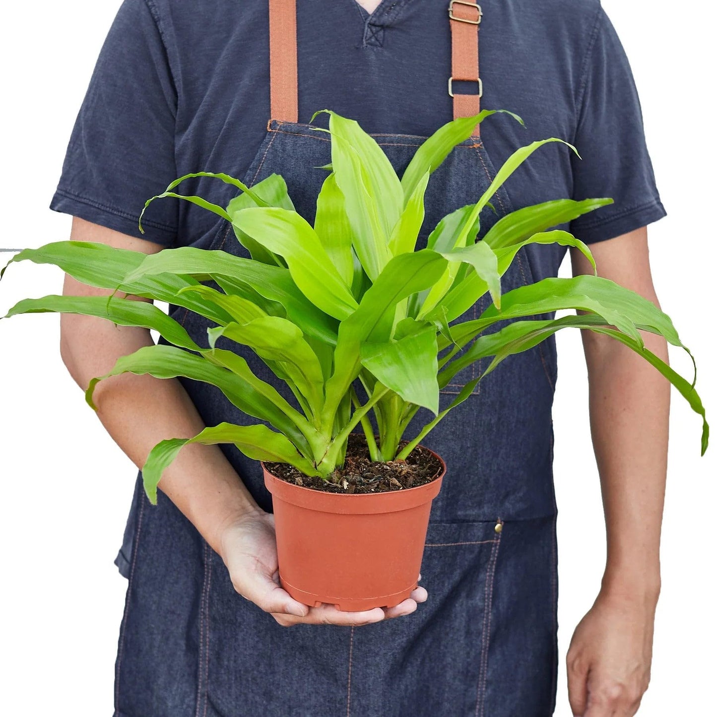 9 Pack Dracaena 'Lime Light' in 6in Pot - Live Plants Tropical Houseplants | Variegated | USA Growers | The Snobby Leaf