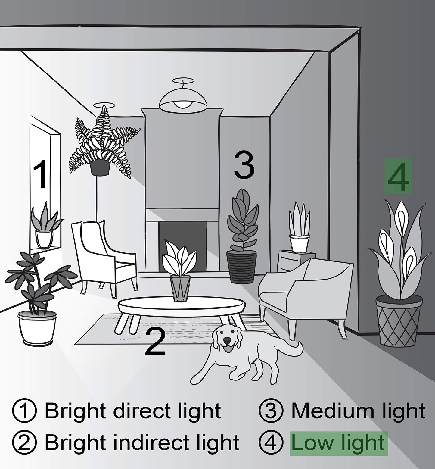 Thorsen's Greenhouse Low Light Houseplant Set, Easy Care Plants, Set of 3 Plants, Live Indoor Plants, 4" Diameter, Classic Pots (Brushed Silver)