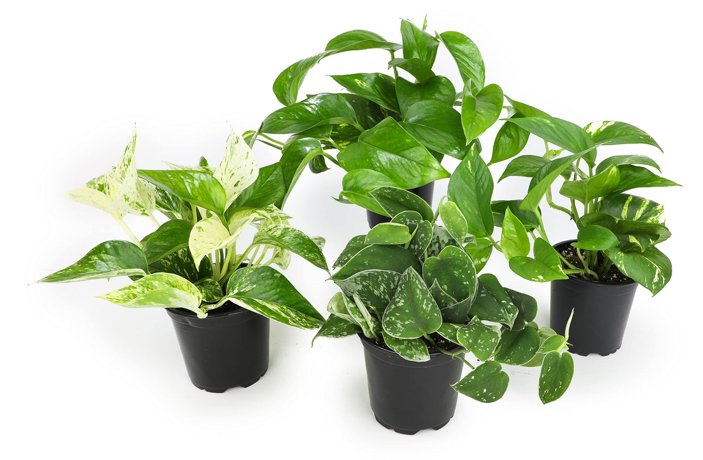 Live Pothos Plants (4PK) + Classic Houseplant Collection (4PK) - Low Maintenance Indoor Plants Purify Air, Easy to Grow Hanging Plants and Trailing Vines in 4 Inch Nursery Pots