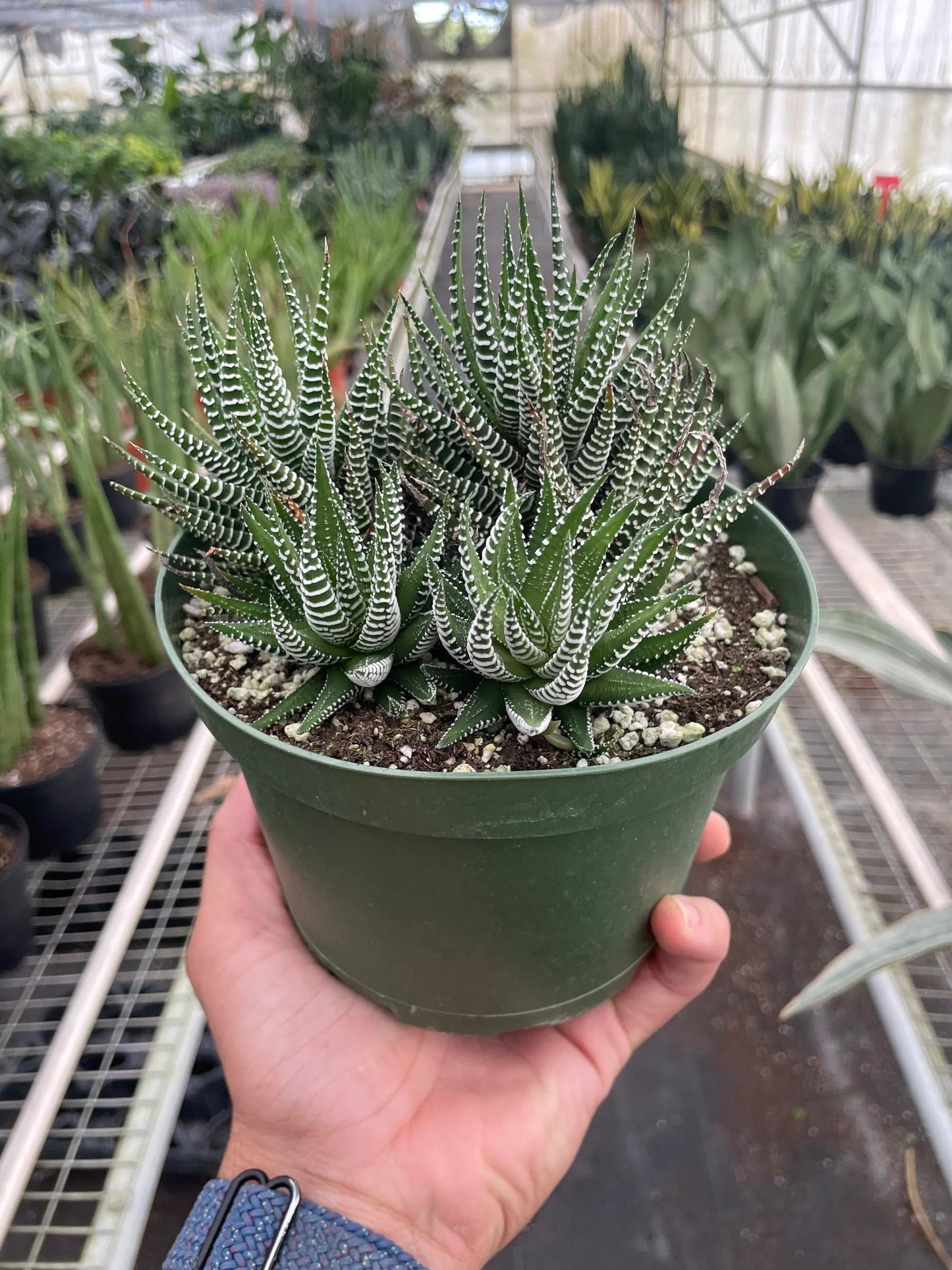 7 Pack Zebra Succulent in 4in Pot - Live Plants Tropical Houseplants | Variegated | USA Growers | The Snobby Leaf