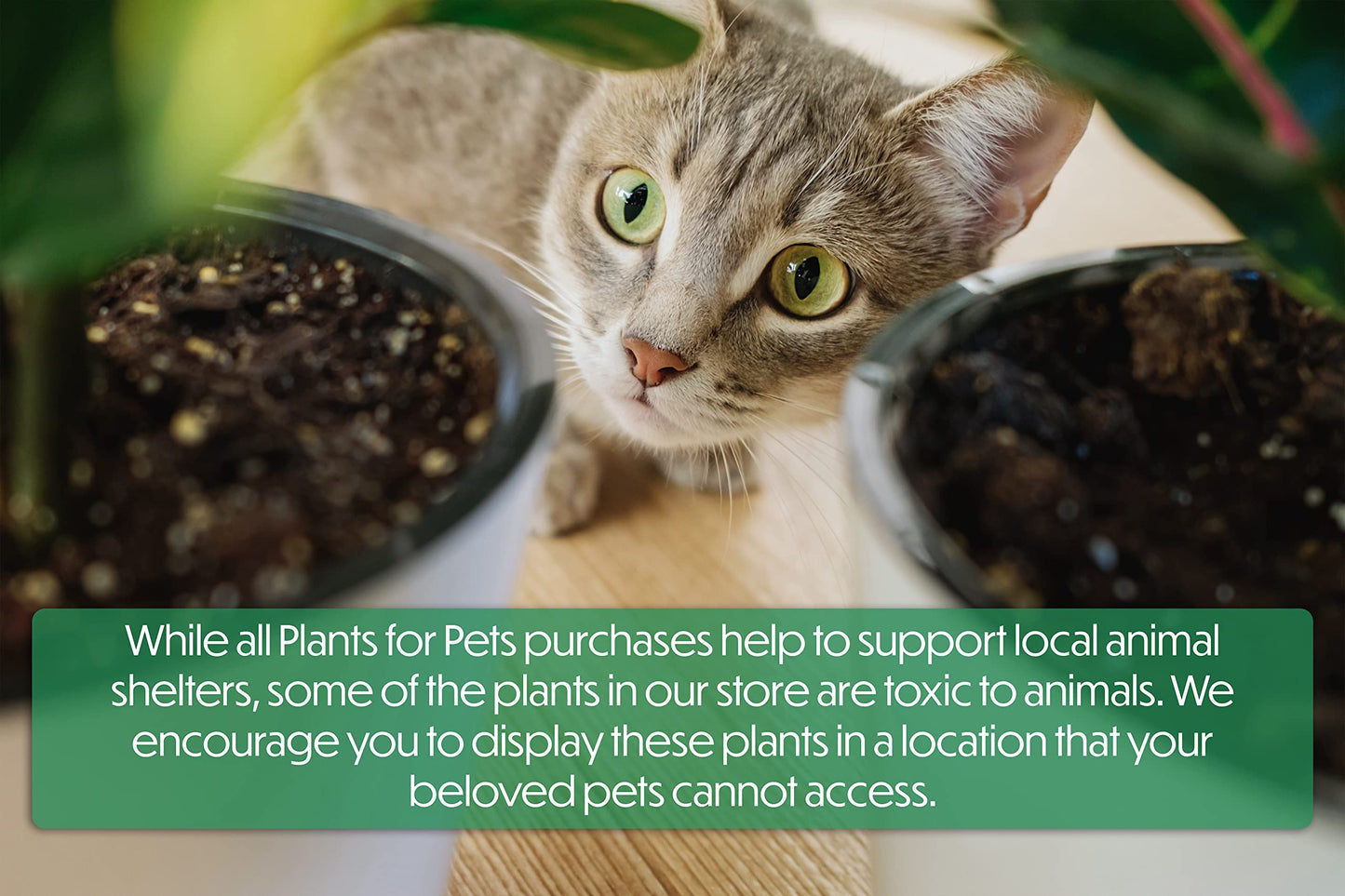 Live Aloe Plant Succulents, Star Aloe Plants Live in Clay Pots for Plants, Succulents Plants Live in Potting Soil, Potted Succulents Live Plants, Cactus Plants Live Succulent Plants by Plants for Pets