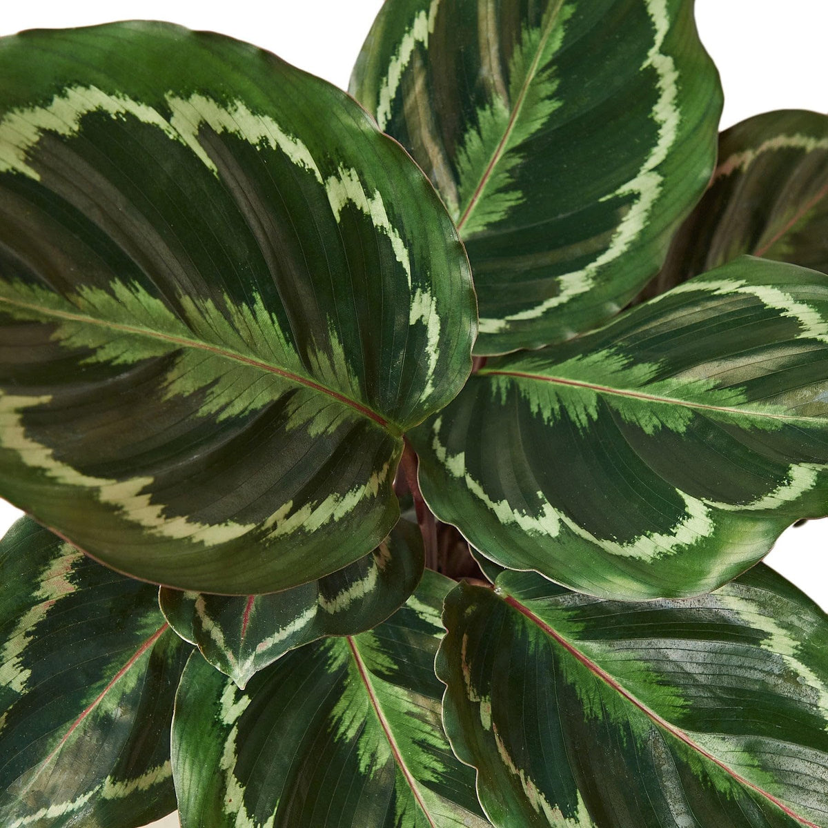 6 Pack Calathea Roseopicta 'Medallion' in 4in Pot - Live Plants Tropical Houseplants | Variegated | USA Growers | The Snobby Leaf