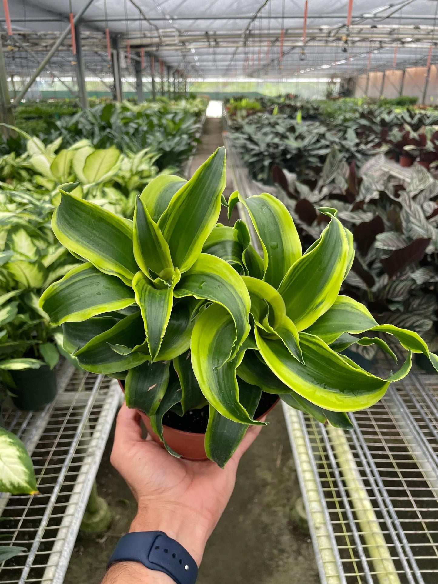 2 Pack Dracaena 'Tornado' in 6in Pot - Live Plants Tropical Houseplants | Variegated | USA Growers | The Snobby Leaf