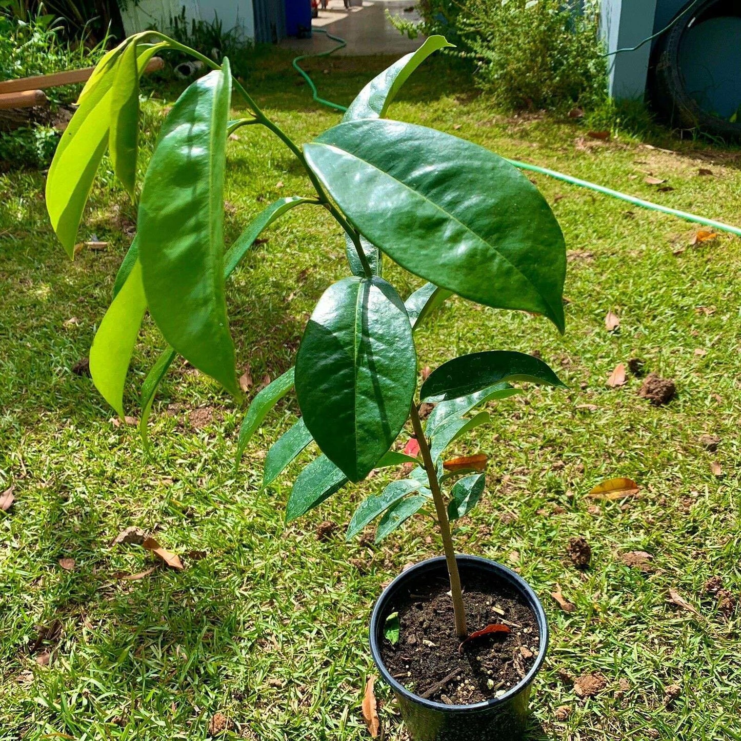 Live Plant - Golden Yellow Soursop (Annona muricata) Live Fruit Tree 1โ-2โ feet Tall