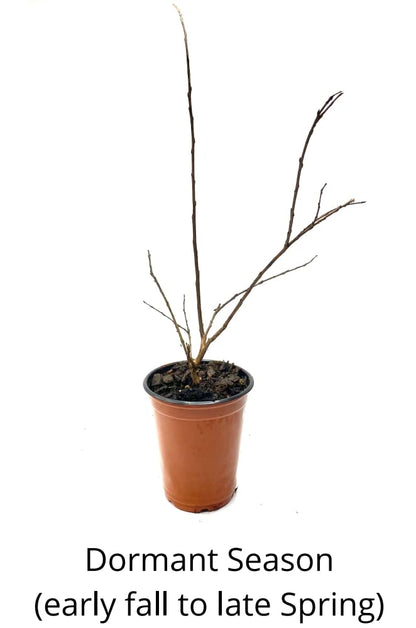 Natchez Crape Myrtle Tree Quart Containers, 6-12 Inches Tall | Fast-Growing, White Flowering Live Plant for Outdoor Landscape, Garden & Patio (6 Pack)