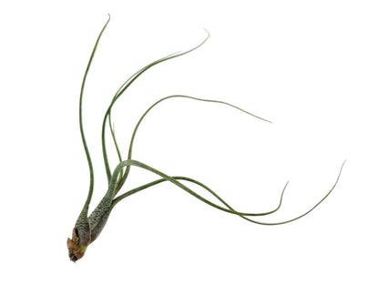 Josh's Frogs Tillandsia butzii Air Plant
