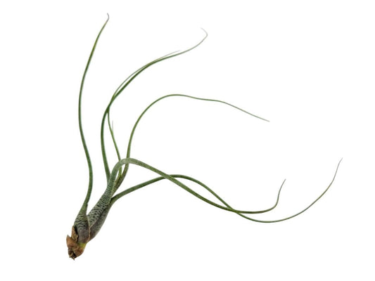 Josh's Frogs Tillandsia butzii Air Plant