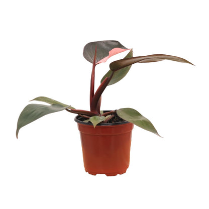 American Plant Exchange Live Philodendron Pink Princess Plant, Plant Pot for Home and Garden Decor, 4" Pot