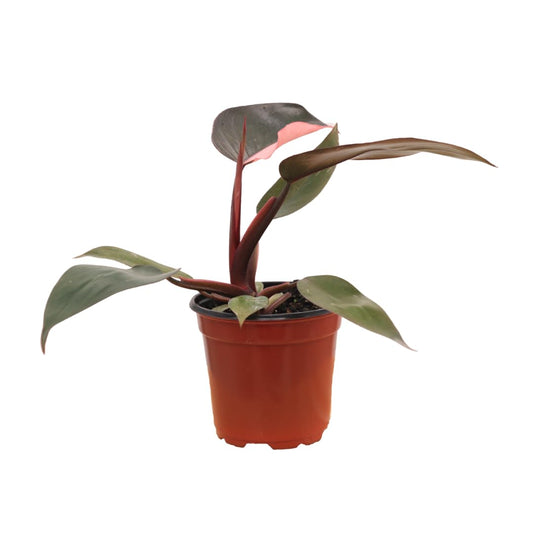 American Plant Exchange Live Philodendron Pink Princess Plant, Plant Pot for Home and Garden Decor, 4" Pot