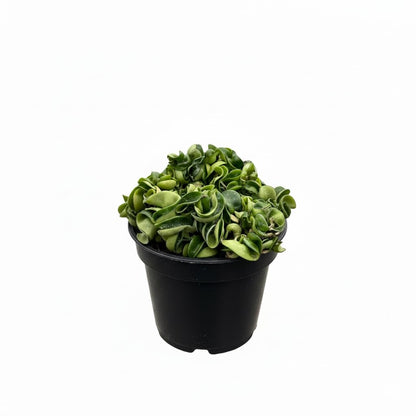 Hoya Rope Plant - Air Purifying, Unique Leaves, Tropical Houseplants - Hindu Indian Rope Plant, House Warming or Birthday Gift (4")