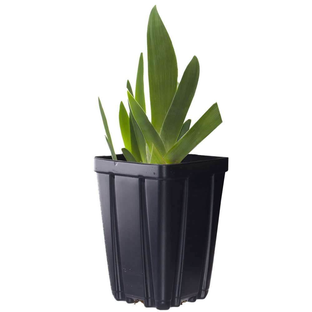 Raven Girl Bearded Iris Plant Potted, Deep Black Purple Flowers, Stargazer Perennials