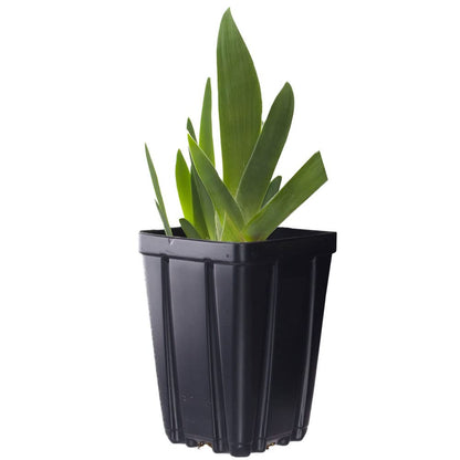Superstition Bearded Iris Plant Potted, Dark Purple and Black Flowers, Hardy Perennial, Stargazer Perennials