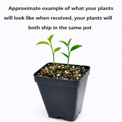 2 Valencia Orange Trees - 2-5 Inch Tall Live Plants - Potted Indoor/Outdoor Fruit Seedlings - Citrus sinensis 'Valencia' - (2 Pack)
